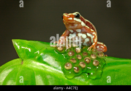 Phantasmal poison dart frog guarding its eggs (Epipedobates tricolor) Stock Photo