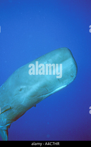 Sperm Whale (Physeter macrocephalus, Physeter catodon), young male, portrait Stock Photo