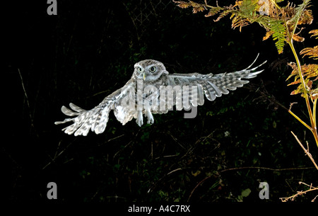 Little Owl (Athene noctua) in flight at night Stock Photo