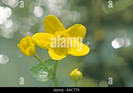 Kingcup, Marsh Marigold (Caltha palustris), flower Stock Photo
