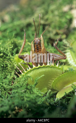 Venus fly trap Stock Photo