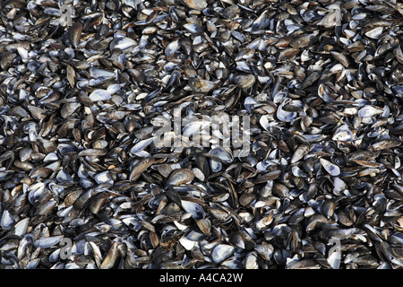 mussel shell texture Stock Photo