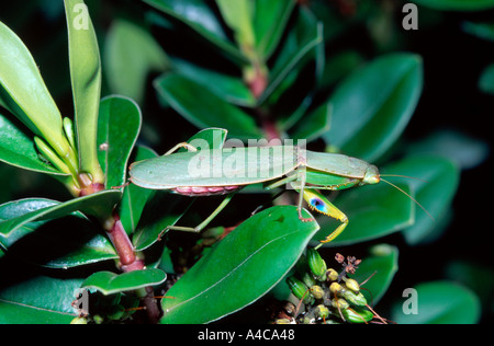 Green praying mantis (mantid) Stock Photo