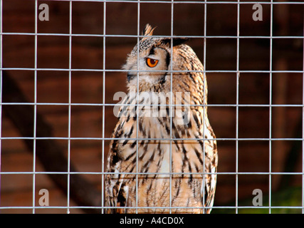 Captive Bengal Eagle Owl ,Behind Bars In Its Enclosure.(Bubo bubo). Stock Photo