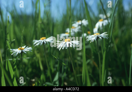 Closeup of daisy flowers (Bellis perennis), Baden-Wuerttemberg Germany Stock Photo
