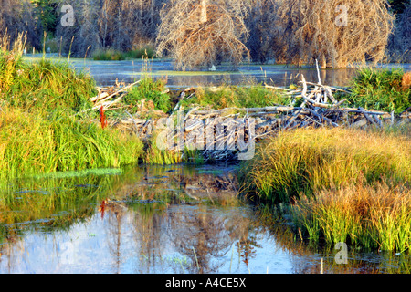 beaver dam and lodge, grand teton national park Stock Photo