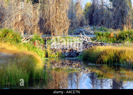 beaver dam and lodge, grand teton national park Stock Photo