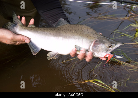 A fisherman's stringer of Pink salmon (Oncorhynchus gorbuscha) lays in the  shallow waters of the ocean across from the town of Valdez Stock Photo -  Alamy