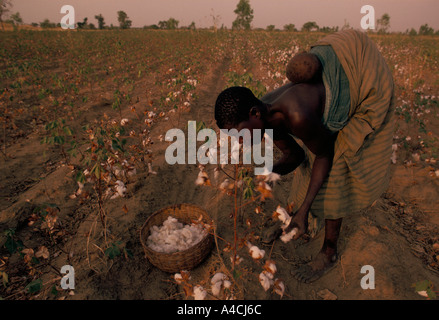 A young mother carrying her child on her back picks ripe cotton from a plantation. Stock Photo