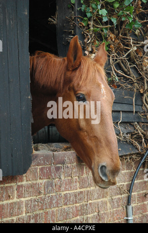 Brown Horse in a stable Stock Photo