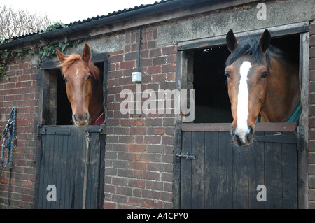 Two horses looking at camera Stock Photo