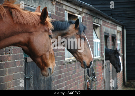 Horses in stable Stock Photo
