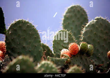 Closeup of cactus with prickly pear fruit Stock Photo