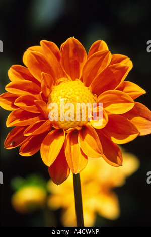 Gerbera flower Stock Photo