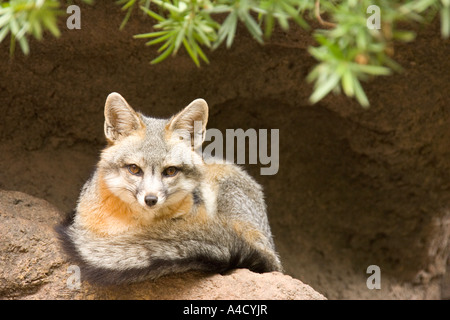 Gray Fox, Grey Fox (Urocyon cinereoargenteus), lying. Stock Photo