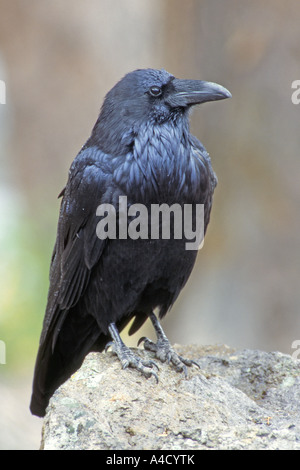 Common Raven (Corvus corax) perched on stone. Germany, September. Stock Photo
