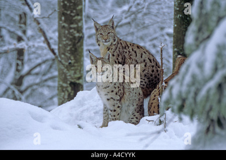 European Lynx, Eurasian Lynx (Felis lynx, Lynx lynx), pair in snow. Germany, February Stock Photo