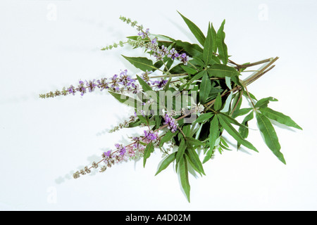 Mediterranean Chaste Tree (Vitex agnus-castus), flowering twigs studio picture Stock Photo