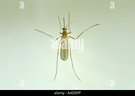 House Mosquito, Northern Common House Mosquito, Common Gnat, House Gnat (Culex pipiens), female, studio picture Stock Photo