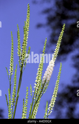Black Cohosh, Squaw Root, Black Snakeroot (Cimifuga racemosa), flowering stalks Stock Photo