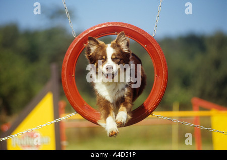 half breed dog - jumping through tyre Stock Photo