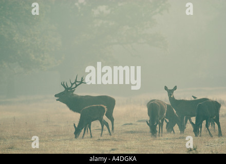 Red deer stag, Cervus elaphus, calling to his harem of hinds in early morning mist during the October rut. Stock Photo