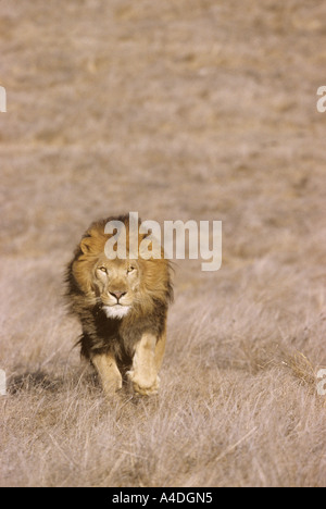 Male African lion, Panthera leo, running towards the camera. Stock Photo