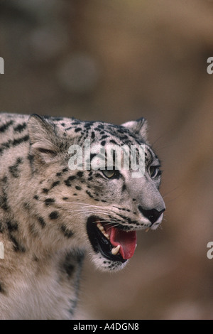 Snow leopard or ounce head, Panthera uncia. Stock Photo