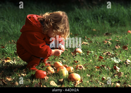 Toddler collecting apples in the garden Stock Photo