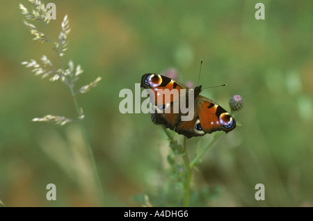 Peacock butterfly, Inachis io, on thistle Stock Photo
