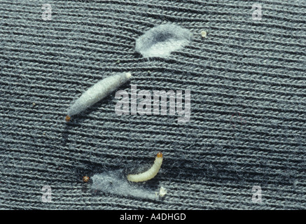 Clothes moth Tineola bisselliella larva on material Stock Photo - Alamy