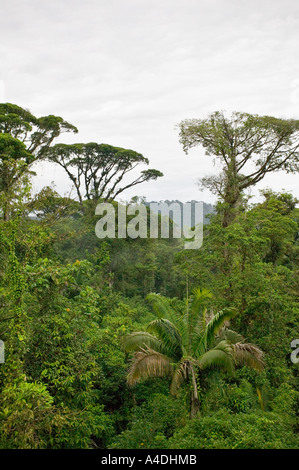 Primary rainforest from gondola at Rainforest Aerial Tram, Valle Central & Highlands, Costa Rica Stock Photo