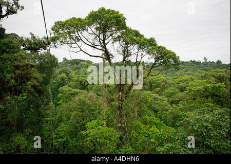 Primary rainforest from gondola at Rainforest Aerial Tram, Valle Central & Highlands, Costa Rica Stock Photo