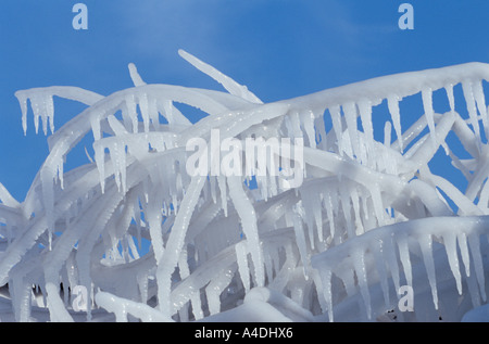 Ice trees Harbin, China made by spraying water on branches in freezing conditions Stock Photo