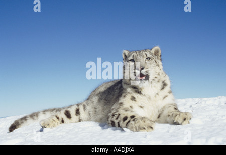 Snow leopard Panthera uncia lying down on snow