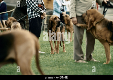 Owners with their dogs, the Bloodhound  Competition in Ascot, United Kingdom Stock Photo