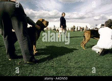 Owners hold their dogs for judging during the  Bloodhound Competition in Ascot, United Kingdom Stock Photo