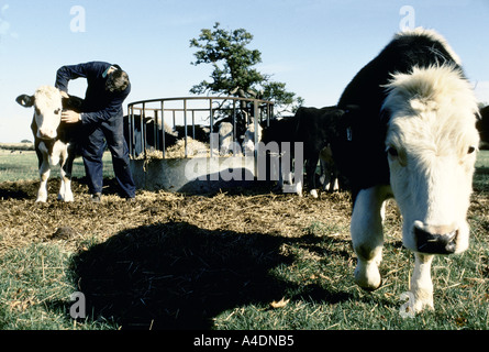 An inmate working with cattle, Leyhill open prison, United Kingdom Stock Photo