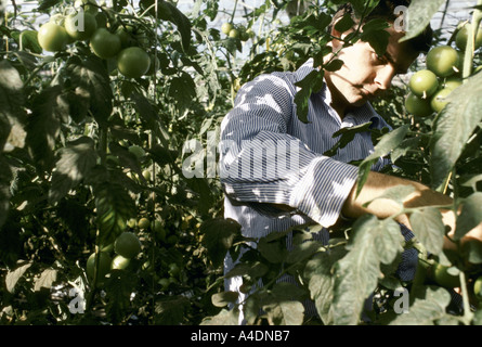 An inmate working in a greenhouse, Leyhill open prison Stock Photo