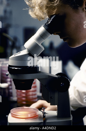 A white coated female worker looking into the eyepiece of a   microscope examining blood, DNA research in Cambridge Stock Photo