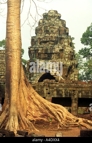 Ta Prohm Temple complex with overgrowing banyan trees, Angkor Complex, Cambodia. DV14 Stock Photo