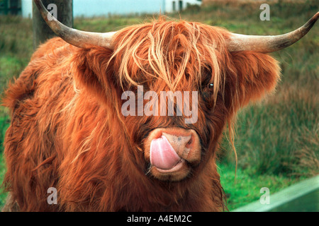 highland cow with tongue up its nose near loch lommond scotland uk ...