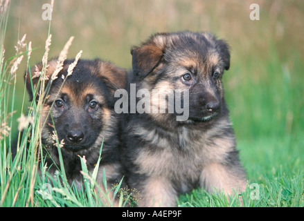 Two German shepherd puppy dogs in the grass Stock Photo