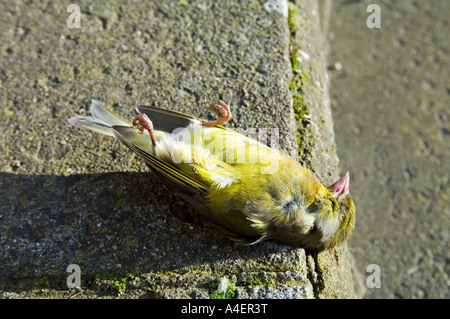 A dead greenfinch bird, having flown into a window Stock Photo
