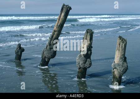 19081 Barnacles on pilings Ocean Beach San Francisco California USA Stock Photo