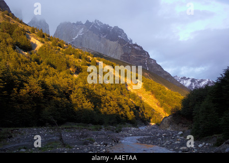 Sunrise on trees in Valle Ascencio with Torres del Paine rock formations behind Torres del Paine National Park Patagonia Chile Stock Photo