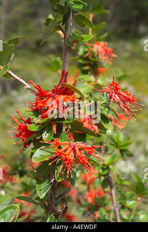 Notro Ciruelillo Chilean Firewheel shrub in Torres del Paine National Park Parque Nacional Torres Del Paine de Chile Stock Photo