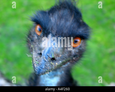 Emu Stock Photo