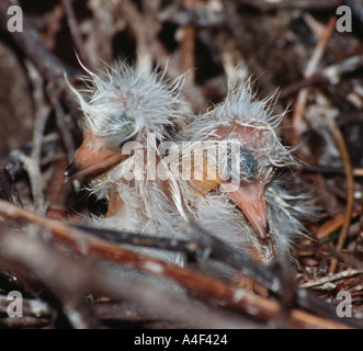 Snowy egret Juvenile Egretta thula Garcinha branca Lake Januaca Amazon Brazil Stock Photo