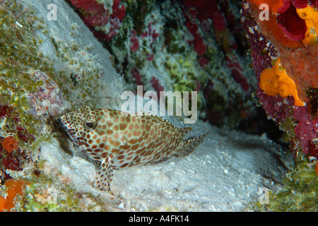 Honeycomb grouper Epinephelus merra on sandy bottom Namu atoll Marshall Islands N Pacific Stock Photo